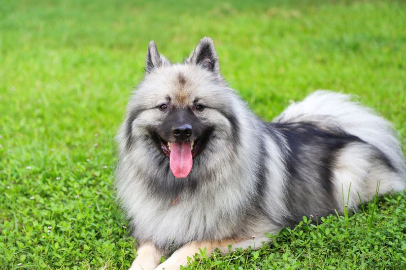 Keeshond