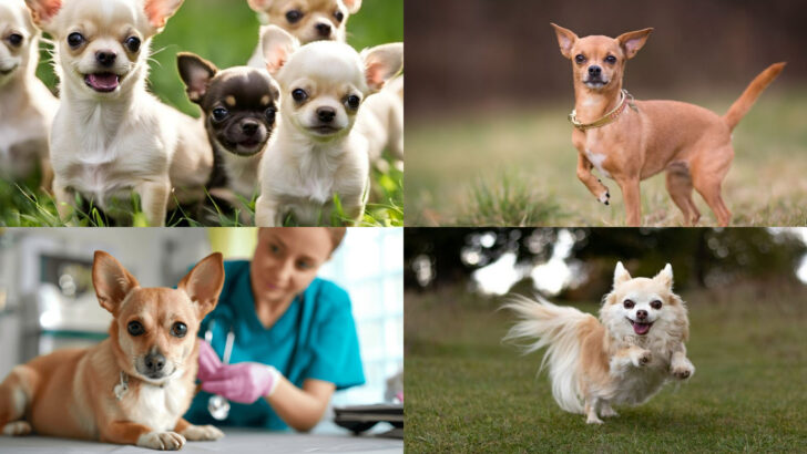 18 Key Facts You Need to Know About the Chihuahua Breed