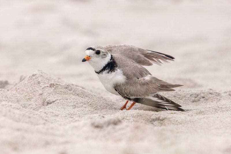 Killdeer Birds