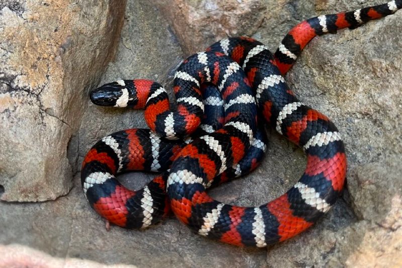 King Snake