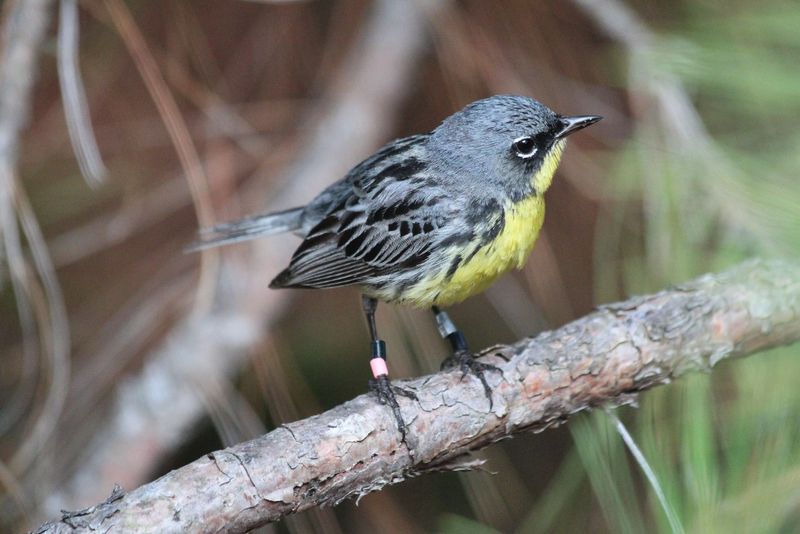 Kirtland's Warbler