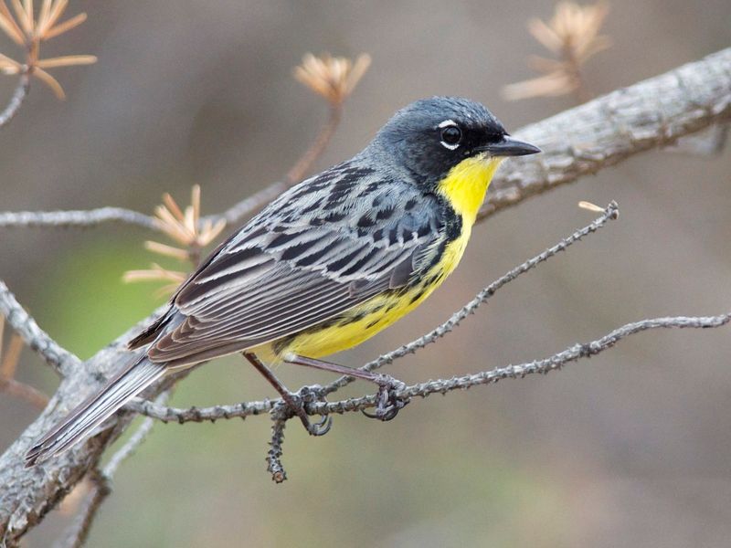 Kirtland's Warbler