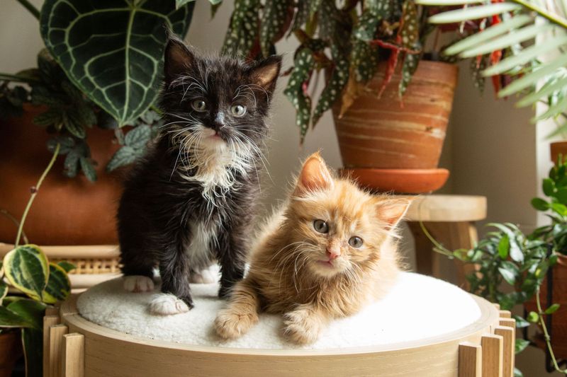 Kitten-Proofing Your Home