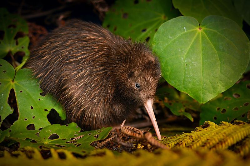 Kiwi