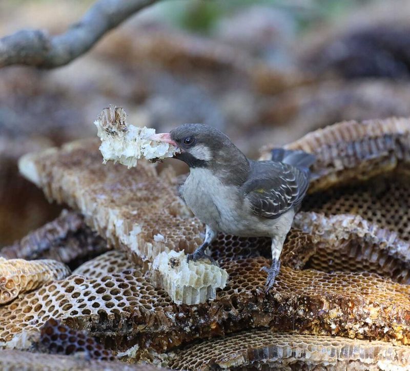 Honeyguide