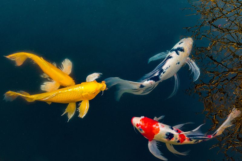 Koi Fish