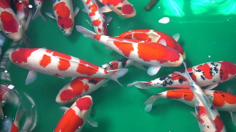 Koi Fish