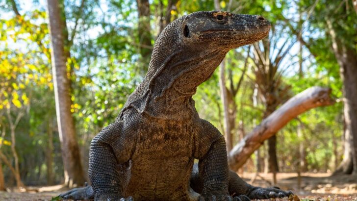 17 Fascinating Facts About the Komodo Dragon, An Animal More Ancient than Dinosaurs