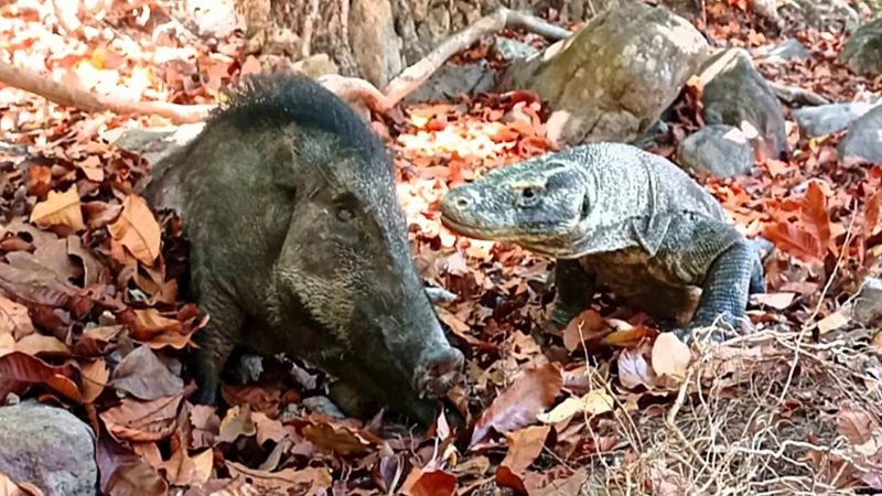 Komodo Dragon vs Wild Boar