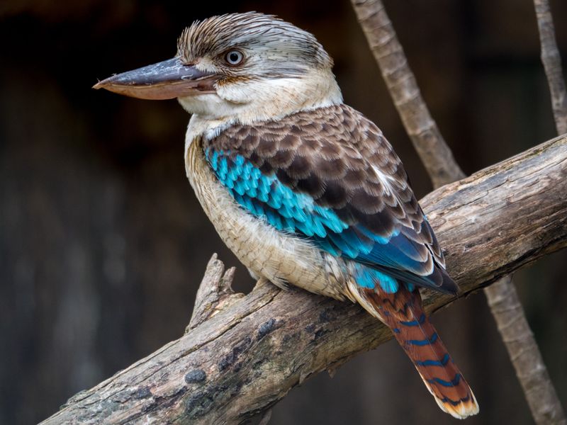 Kookaburra