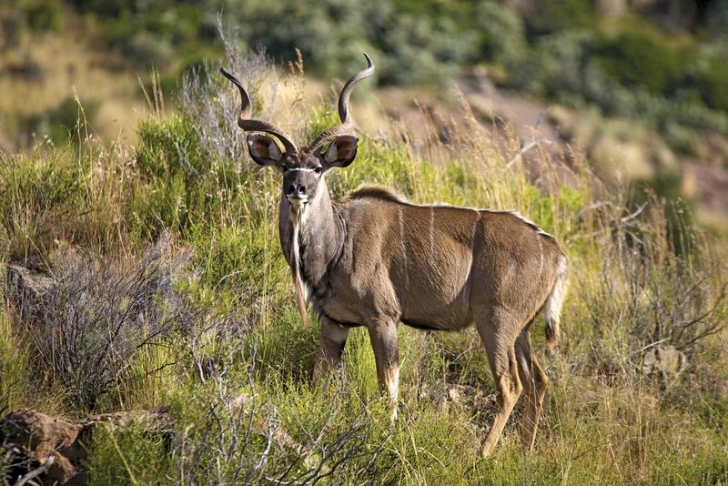 Kudu
