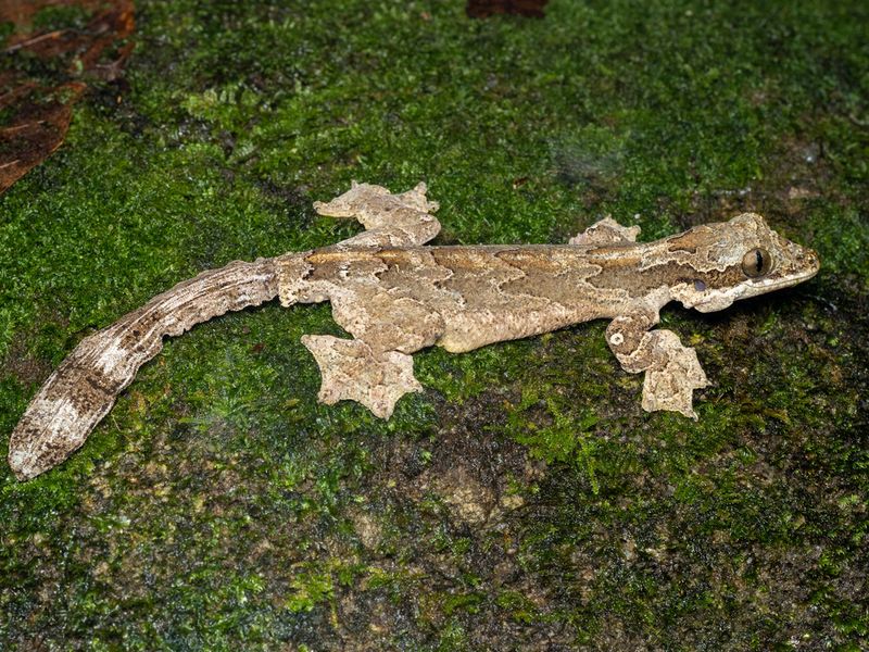 Kuhl’s Flying Gecko