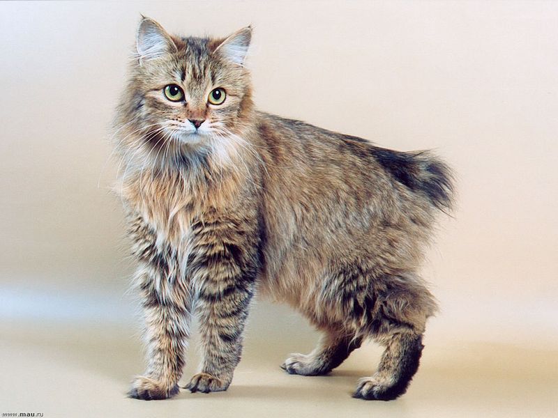 Kurilian Bobtail