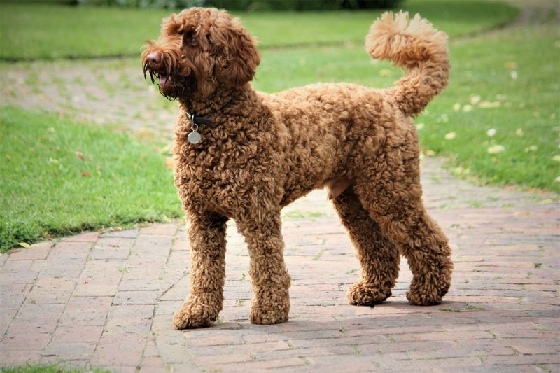 Labradoodle