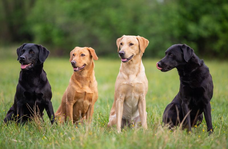 Labrador Retriever