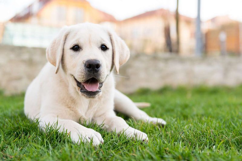 Labrador Retriever