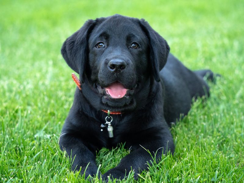 Labrador Retriever