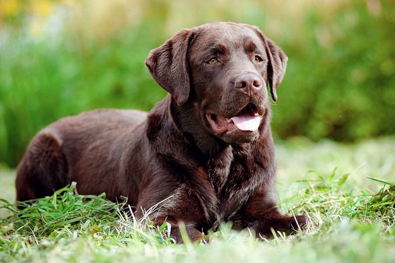 Labrador Retriever