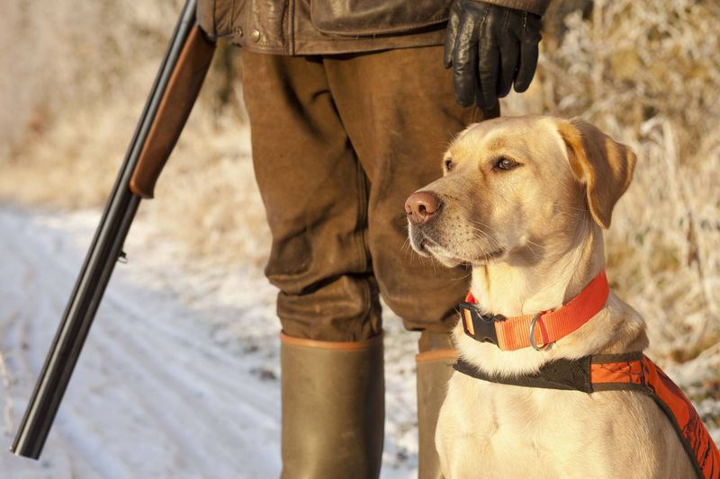 Labrador Retriever