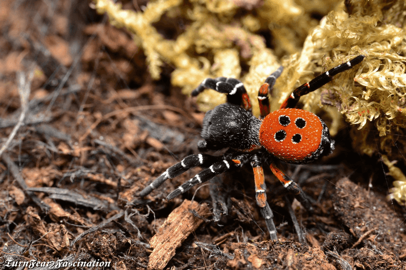 Ladybird Spider