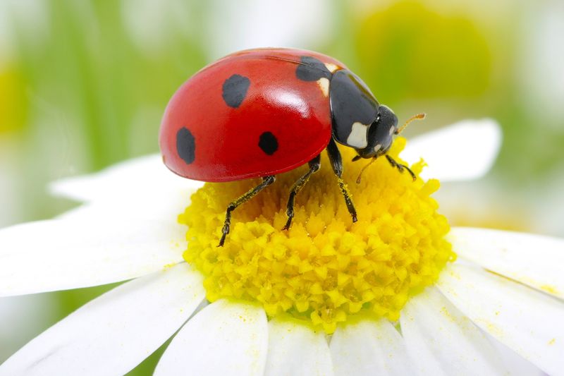 Ladybug