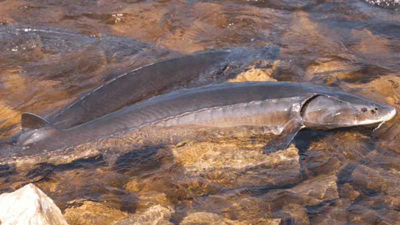 Lake Sturgeon