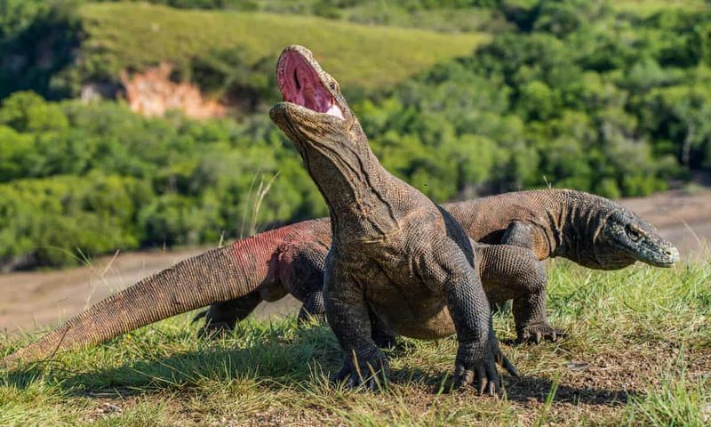 Largest Living Lizard