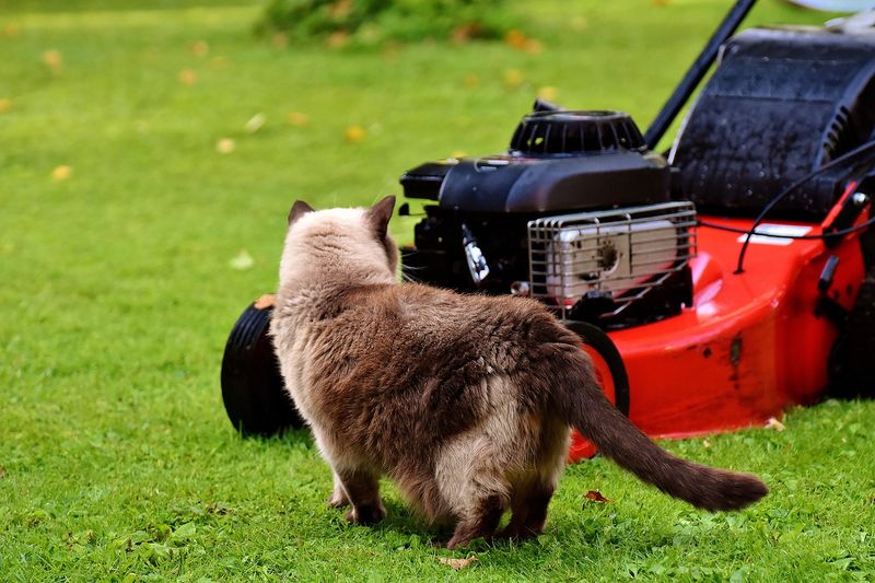 Lawn Mower