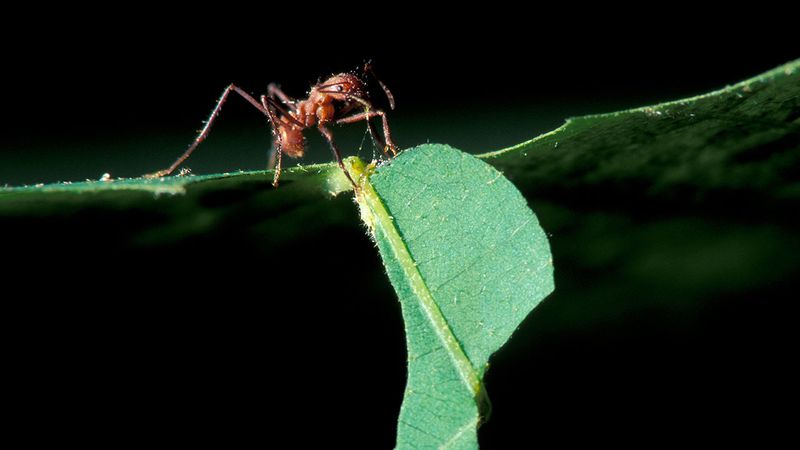 Leafcutter Ants