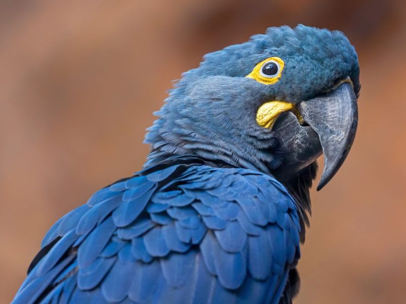 Lear's Macaw