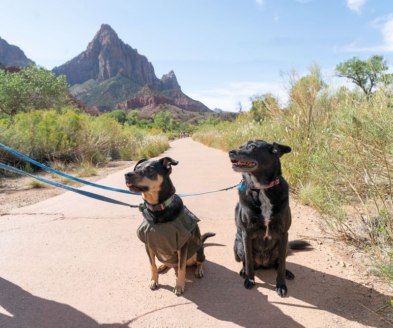 Leash Length Regulations in Public Areas