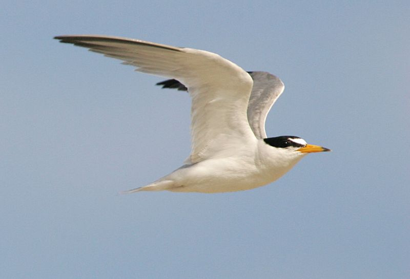 Least Tern