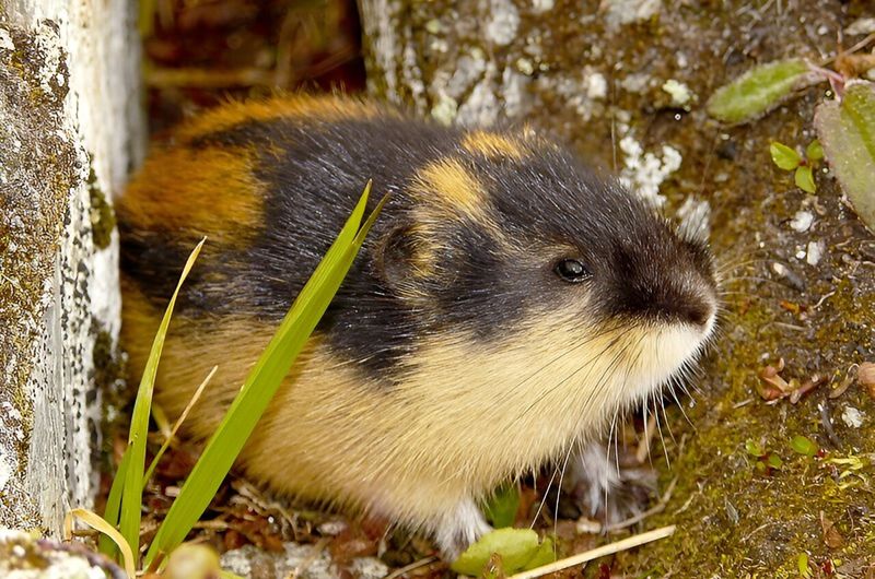 Lemming Population Boom