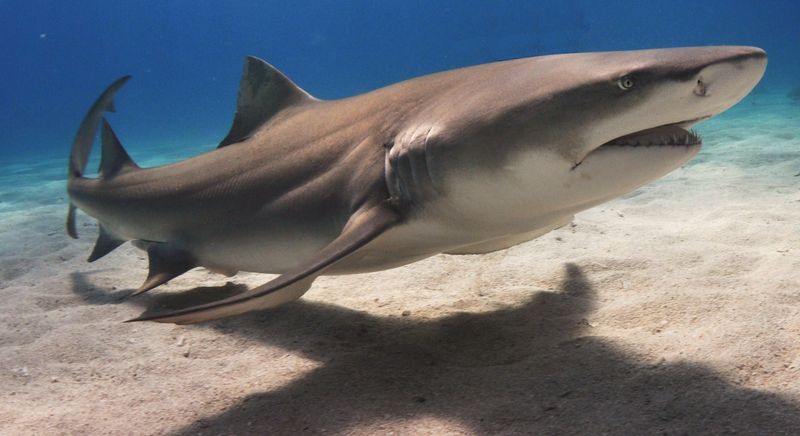 Lemon Shark