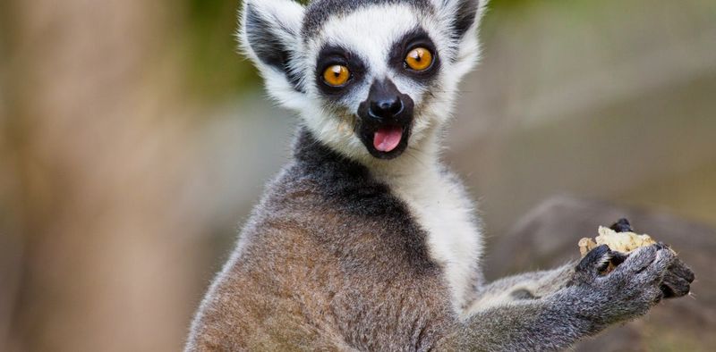 Lemur