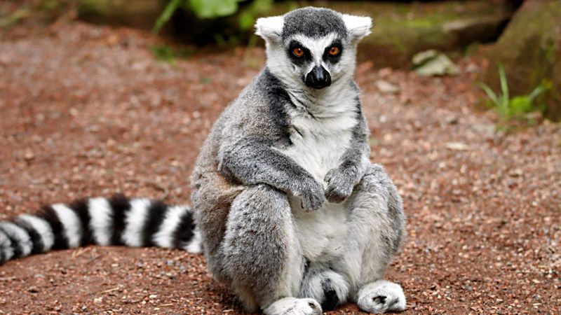 Lemur