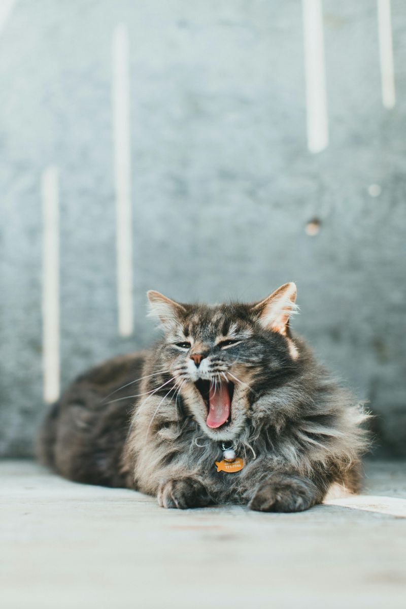 Leo - Maine Coon