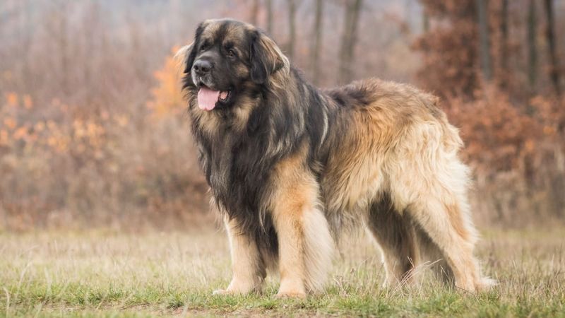 Leonberger