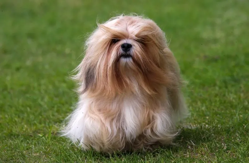 Lhasa Apso