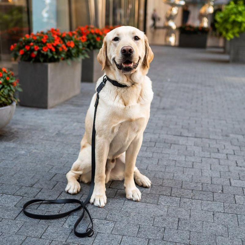 Libra - Labrador Retriever