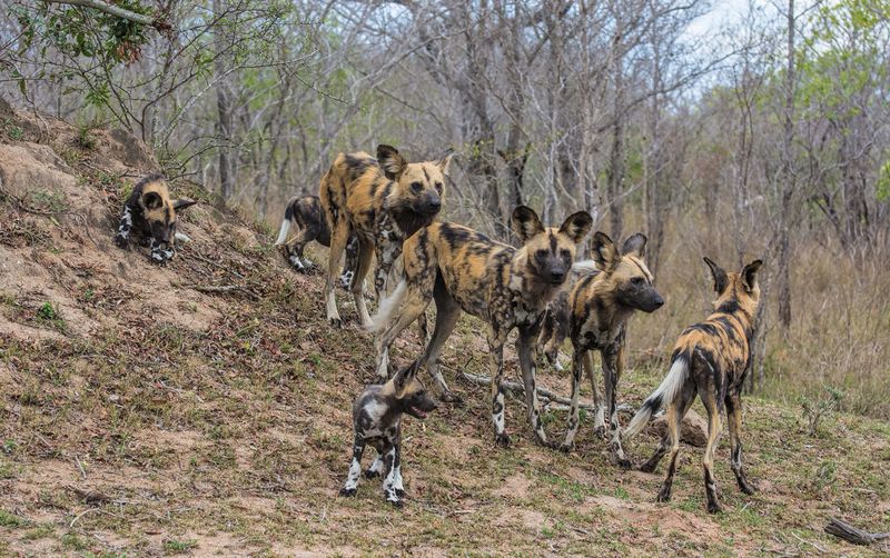 African Wild Dog