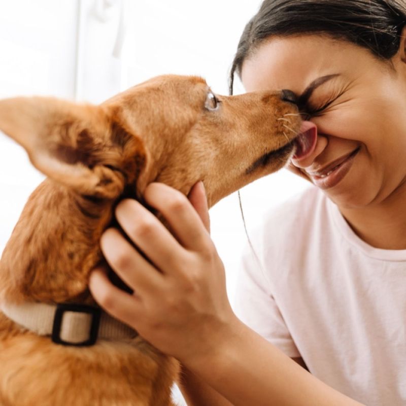 Licking your face and hands