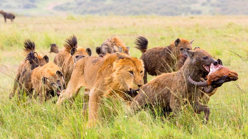 Lion vs Hyena