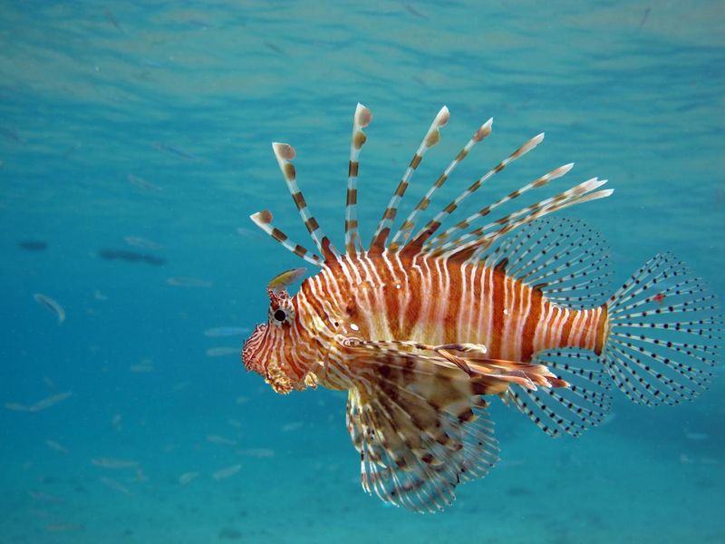 Lionfish