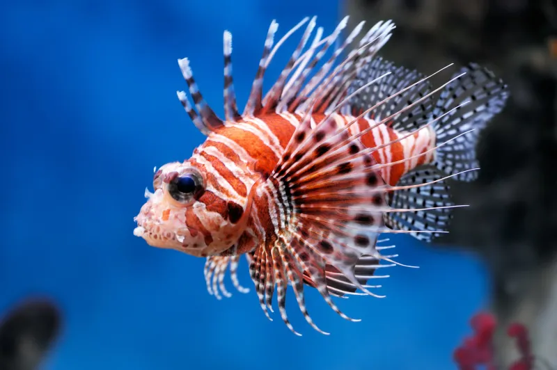 Lionfish