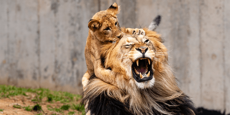 Lions