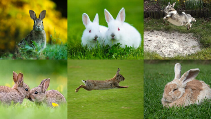 Little-Known Facts About Rabbits That Might Surprise You