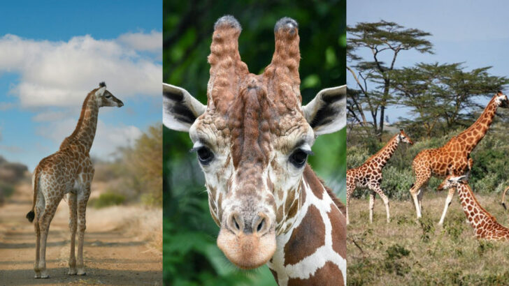17 Little-Known Facts about Giraffes That Will Amaze You