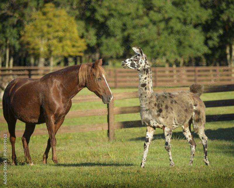 Llama