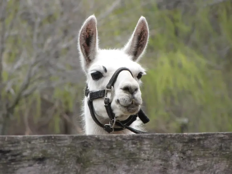 Llamas